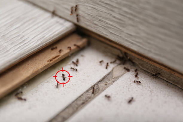 Best Pest Removal Services  in West Hurley, NY